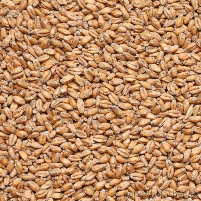 Солод Пшеничный Светлый - Wheat Malt 9.7 EBC (Курский солод)